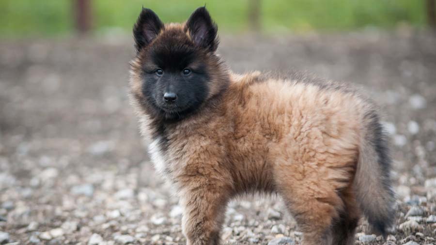 Belgian Tervuren Puppy (Fawn & Black, Standing)