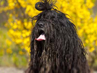 Bergamasco