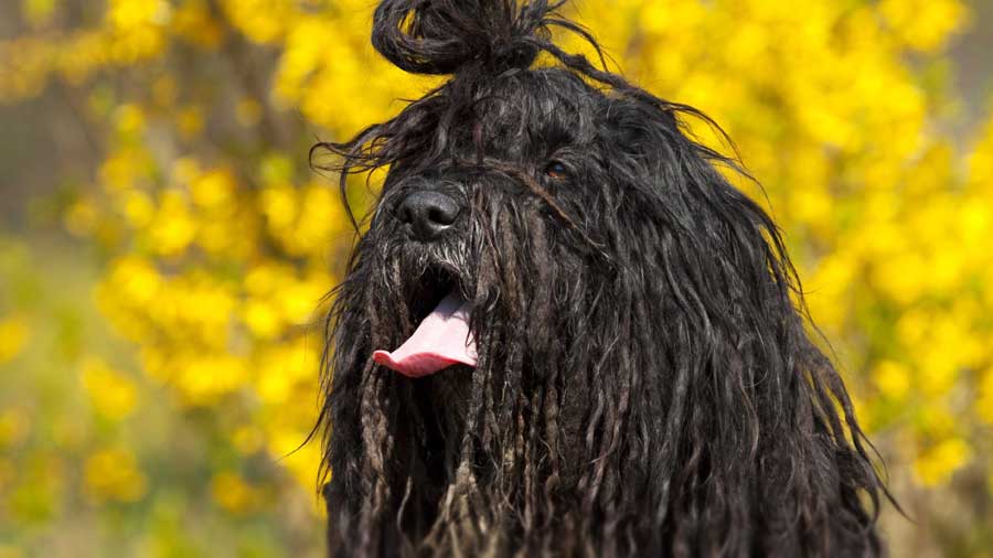 Bergamasco (Black, Muzzle)