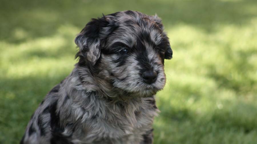 Bergamasco Puppy (Black & Gray, Muzzle)