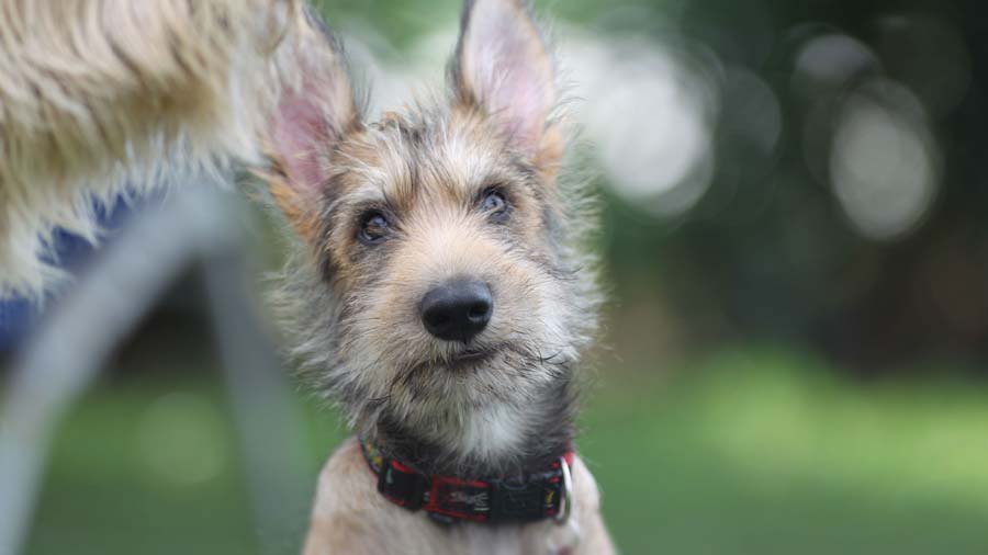 Berger Picard Puppy (Brindle, Face)