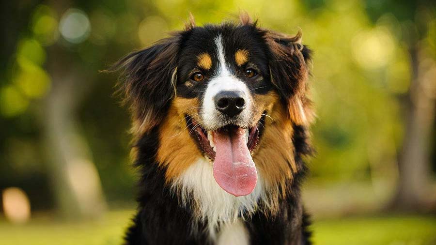 Bernese Mountain Dog (Black, Face)