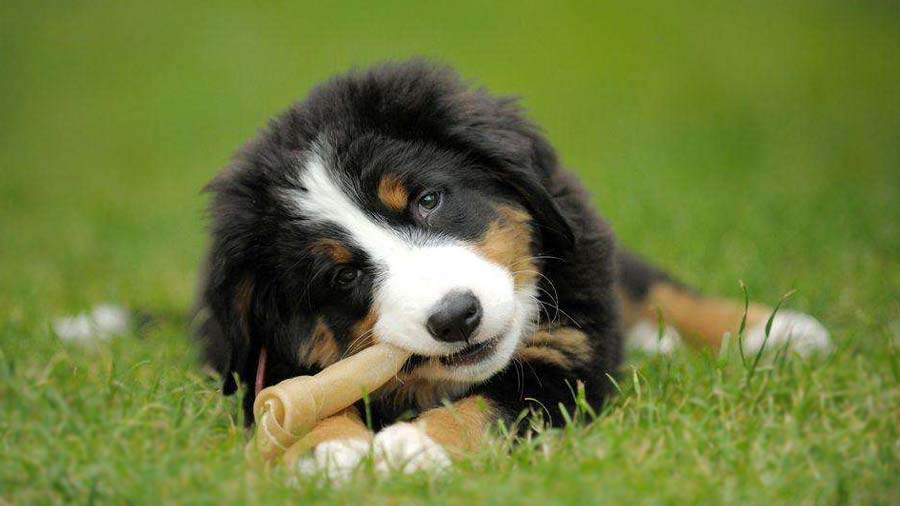 Bernese Mountain Dog Puppy (Lie, Face)