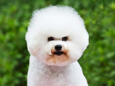 Bichon Frise