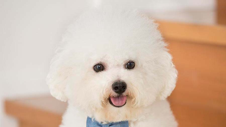 Bichon Frise Puppy (White, Face)