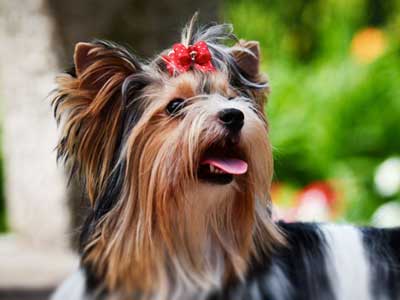 are biewer yorkies hypoallergenic