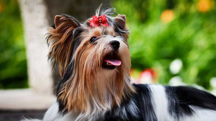 are biewer yorkies hypoallergenic