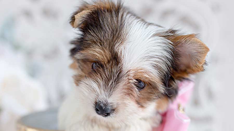 Biewer Terrier Puppy (Black Tan & White, Face)