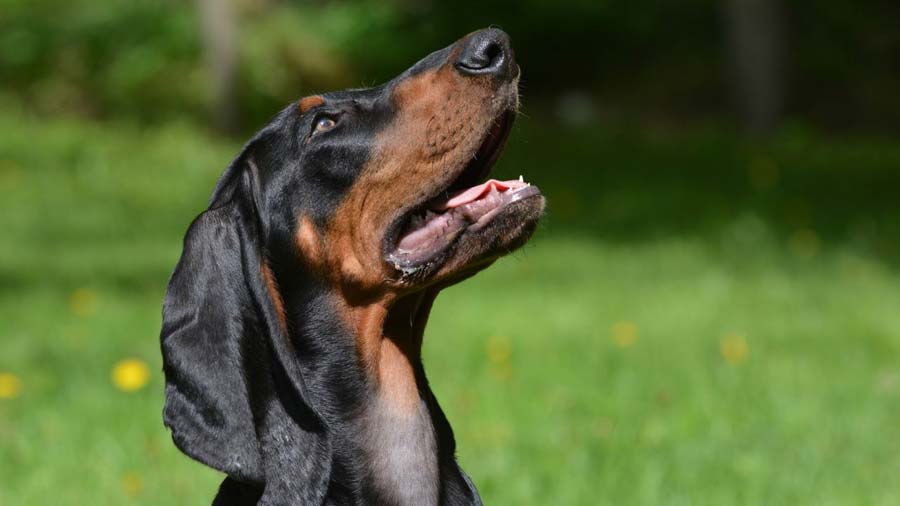 Black and Tan Coonhound (Black & Tan, Head)