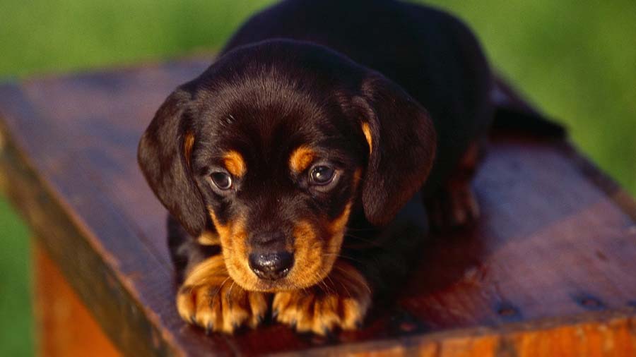 Black and Tan Coonhound Puppy (Lying, Face)