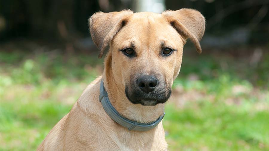 Black Mouth Cur (Face, Muzzle)