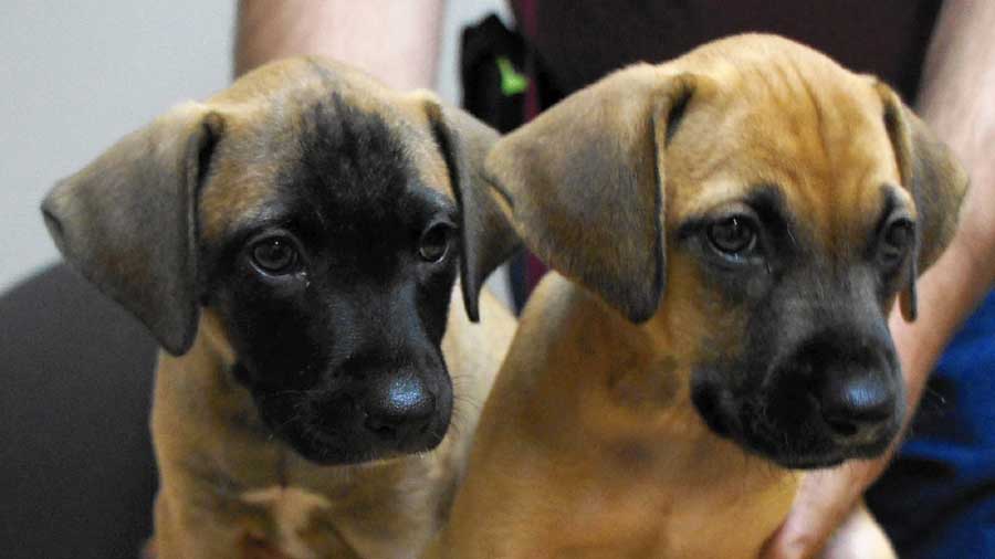 Black Mouth Cur Puppy (Face, Muzzle)