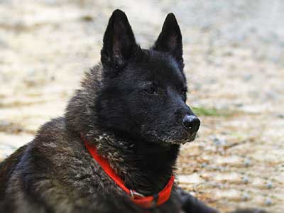 Black Norwegian Elkhound