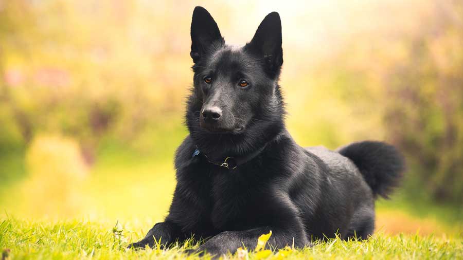 Black Norwegian Elkhound (Lying, Face)