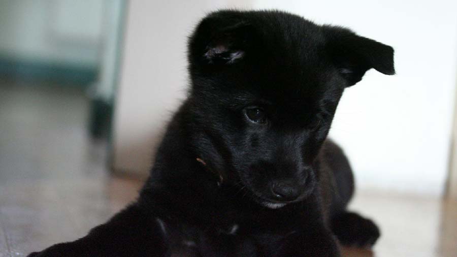 Black Norwegian Elkhound Puppy (Face, Muzzle)