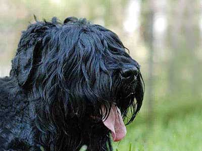 Black Russian Terrier