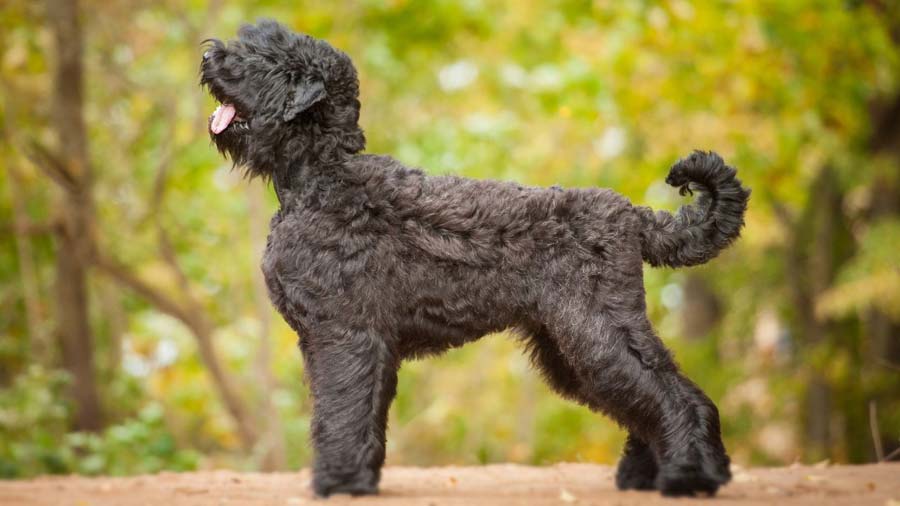 Black Russian Terrier (Side View, Standing)