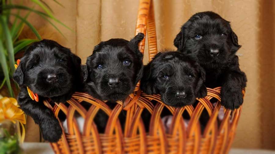 Black Russian Terrier Puppy (Black, Puppies)