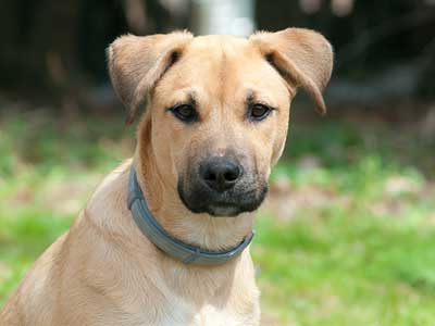 Black Mouth Cur