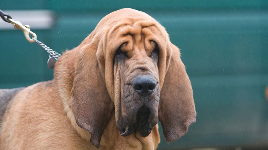Bloodhound (Black & Tan, Face)