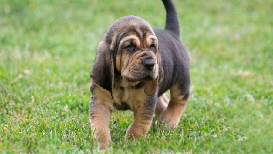 Bloodhound Puppy (Black & Tan, Standing)