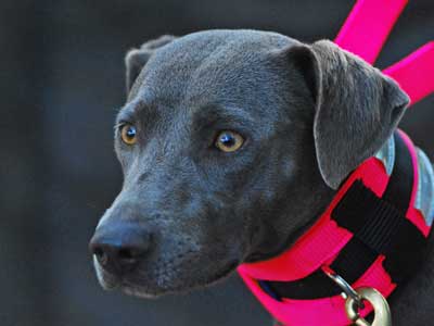 Blue Lacy Dog Breeds