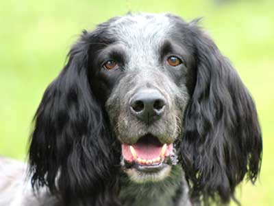 Blue Picardy Spaniel