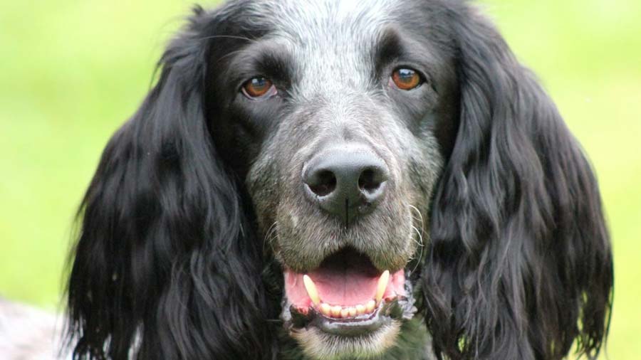 Blue Picardy Spaniel (Face, Muzzle)