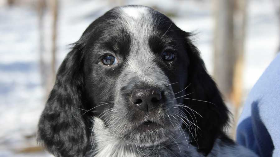 Blue Picardy Spaniel Puppy (Face, Muzzle)