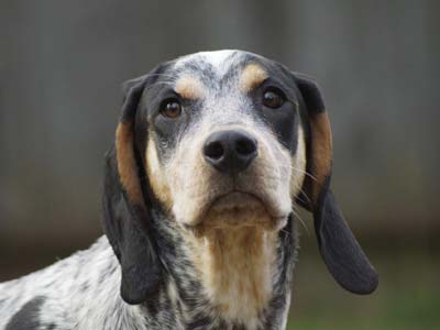 are bluetick coonhounds intelligent dogs