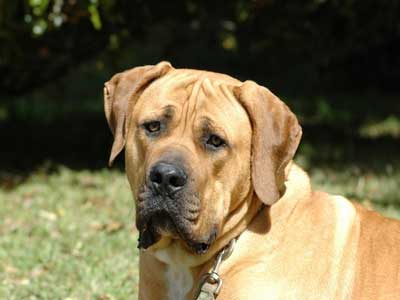 are boerboel hypoallergenic