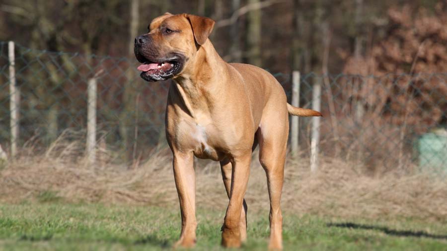 Boerboel (Brown, Standing)