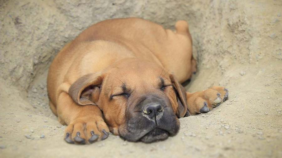 Boerboel Puppy (Lying, Muzzle)