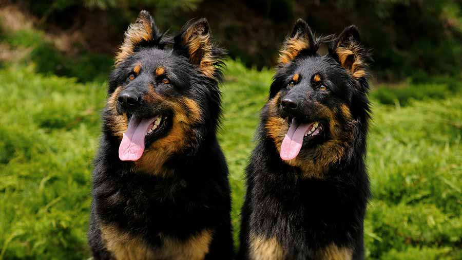 Bohemian Shepherd (Face, Muzzle)