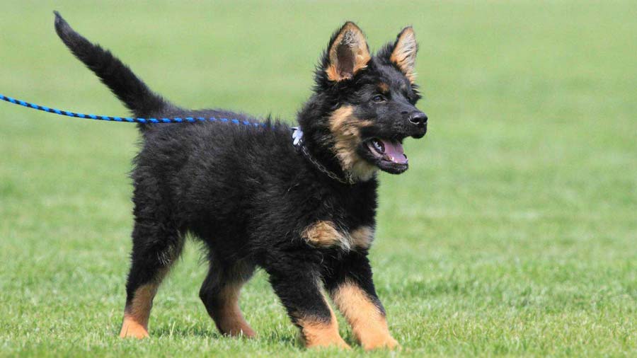 Bohemian Shepherd Puppy (Side View, Standing)