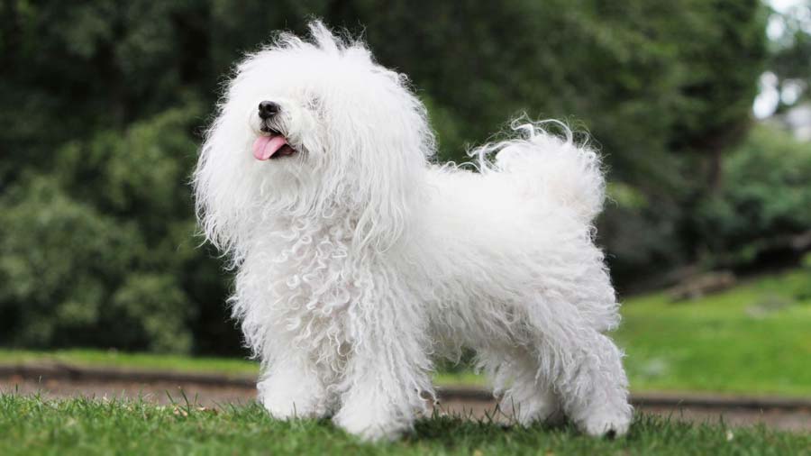 Bolognese dog (Side View, Standing)