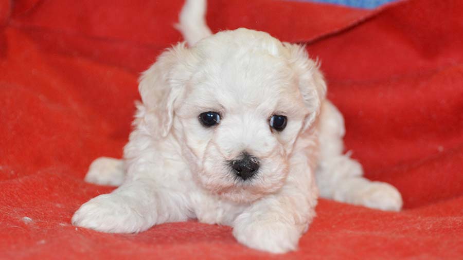 Bolognese dog Puppy (Face, Lying)