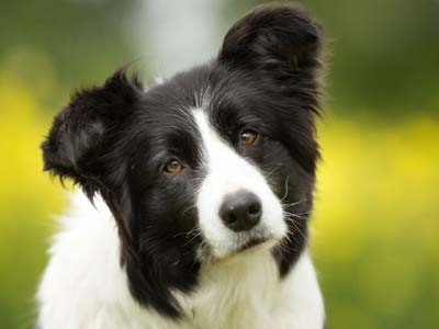 Border Collie - Price, Temperament, Life span