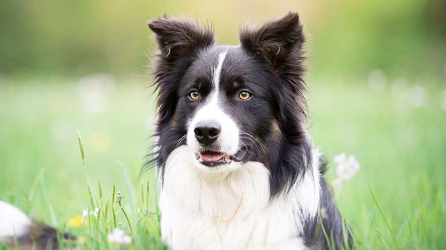 Border Collie (Black & White, Face)