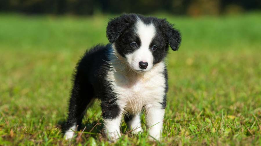 Border Collie Puppy (Red Merle, Face)
