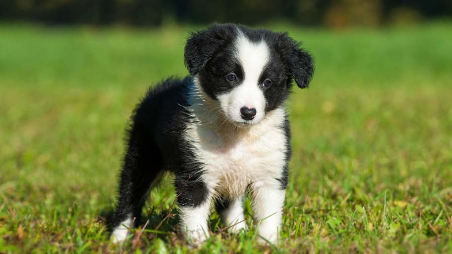 Border Collie - Price, Temperament, Life span