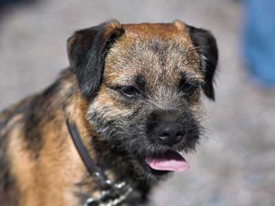 Border Terrier