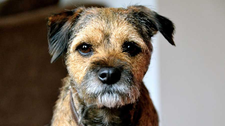 Border Terrier (Grizzle & Tan, Face)