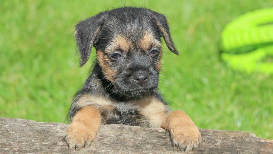 Border Terrier Puppy (Blue & Tan, Face)