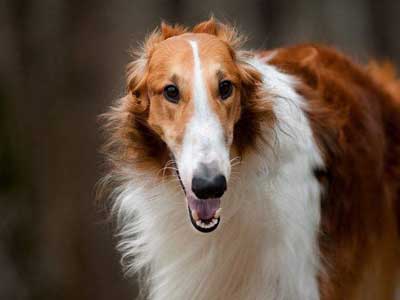 Borzoi