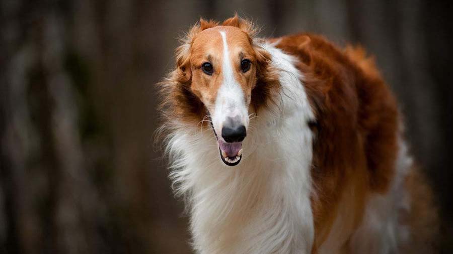 Borzoi (Red & White, Face)