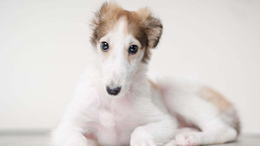 Borzoi Puppy (Lying, Face)