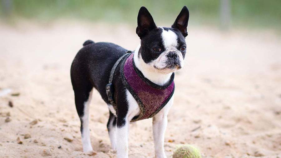 Boston Terrier playing