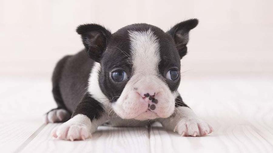Boston Terrier Puppy (Face, Black & White)
