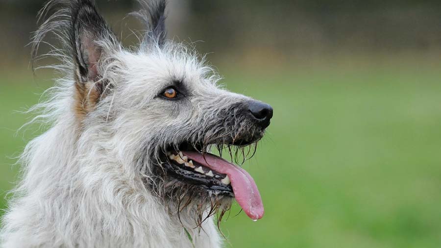 Bouvier de Ardennes (Grey, Muzzle)